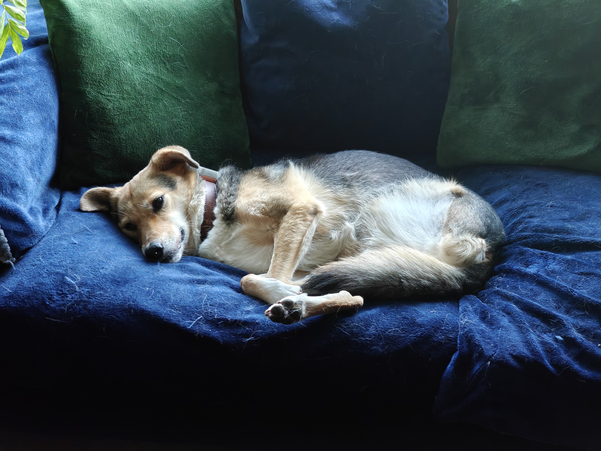 Robyn, a three legged brown and white dog, lying on a blue sofa with green cushions 
