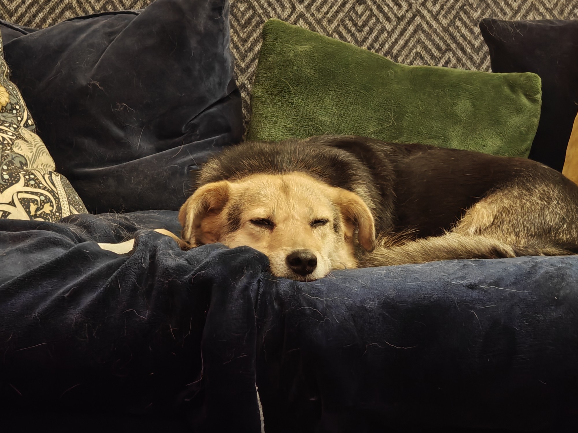 A picture of Robyn, the three-legged dog, with brown and black fur, snoozing contentedly on the sofa. 