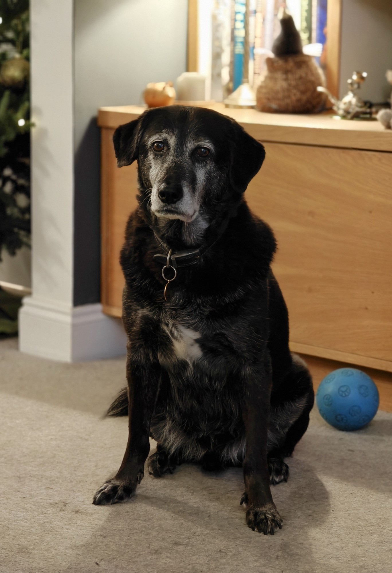 A large black dog called Luka 