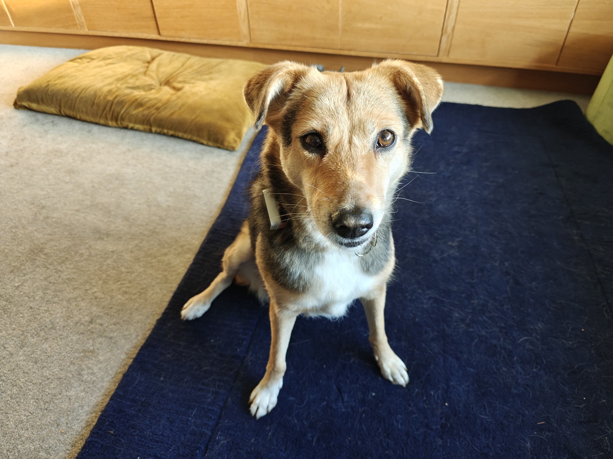 Robyn, our tri-pawd dog, sitting on a rug. She is brown and black with a bit of alsatian in her breeding somewhere. 