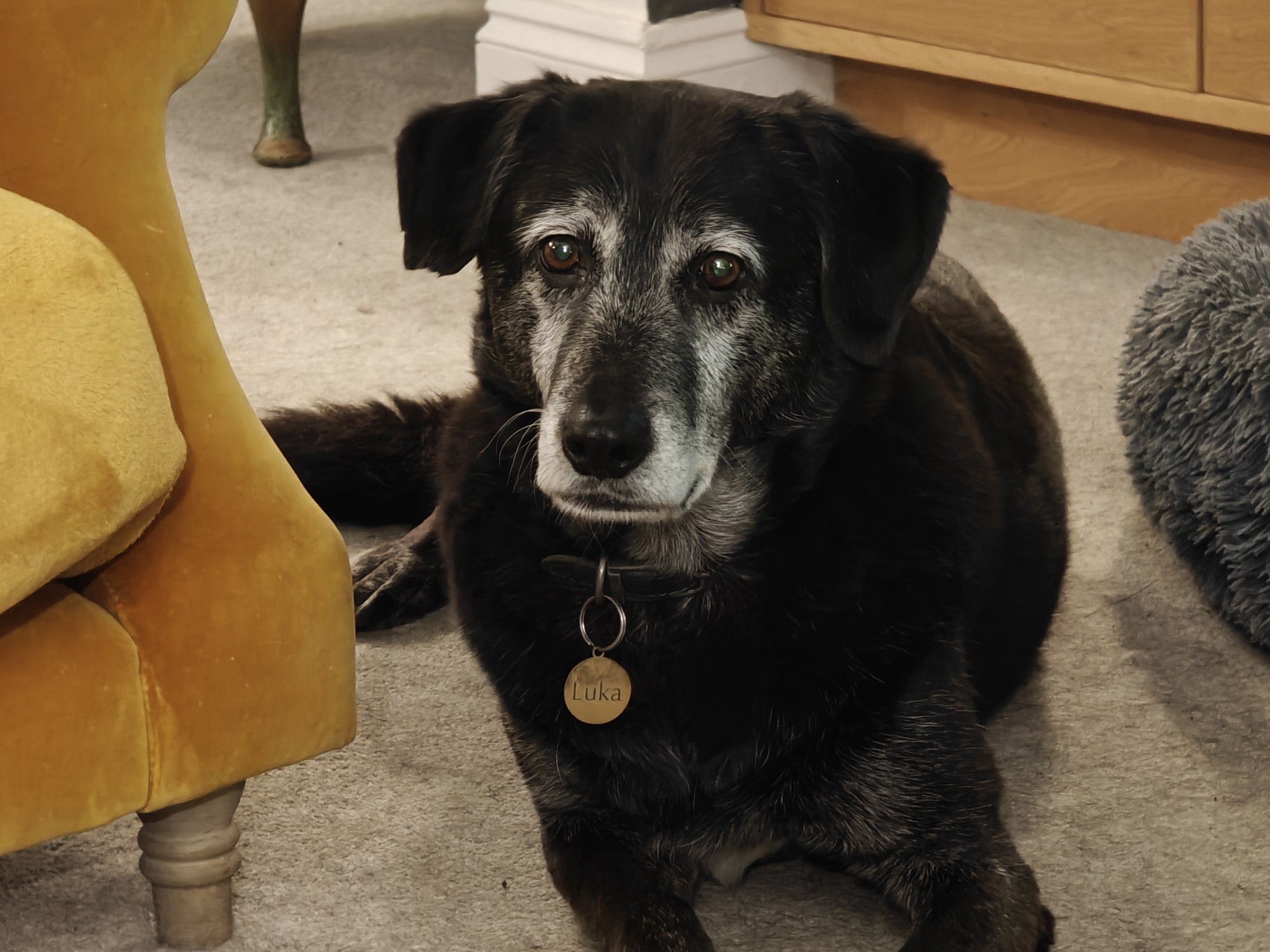 A picture of Luka the dog. He is large and black with a white mane and nose. 