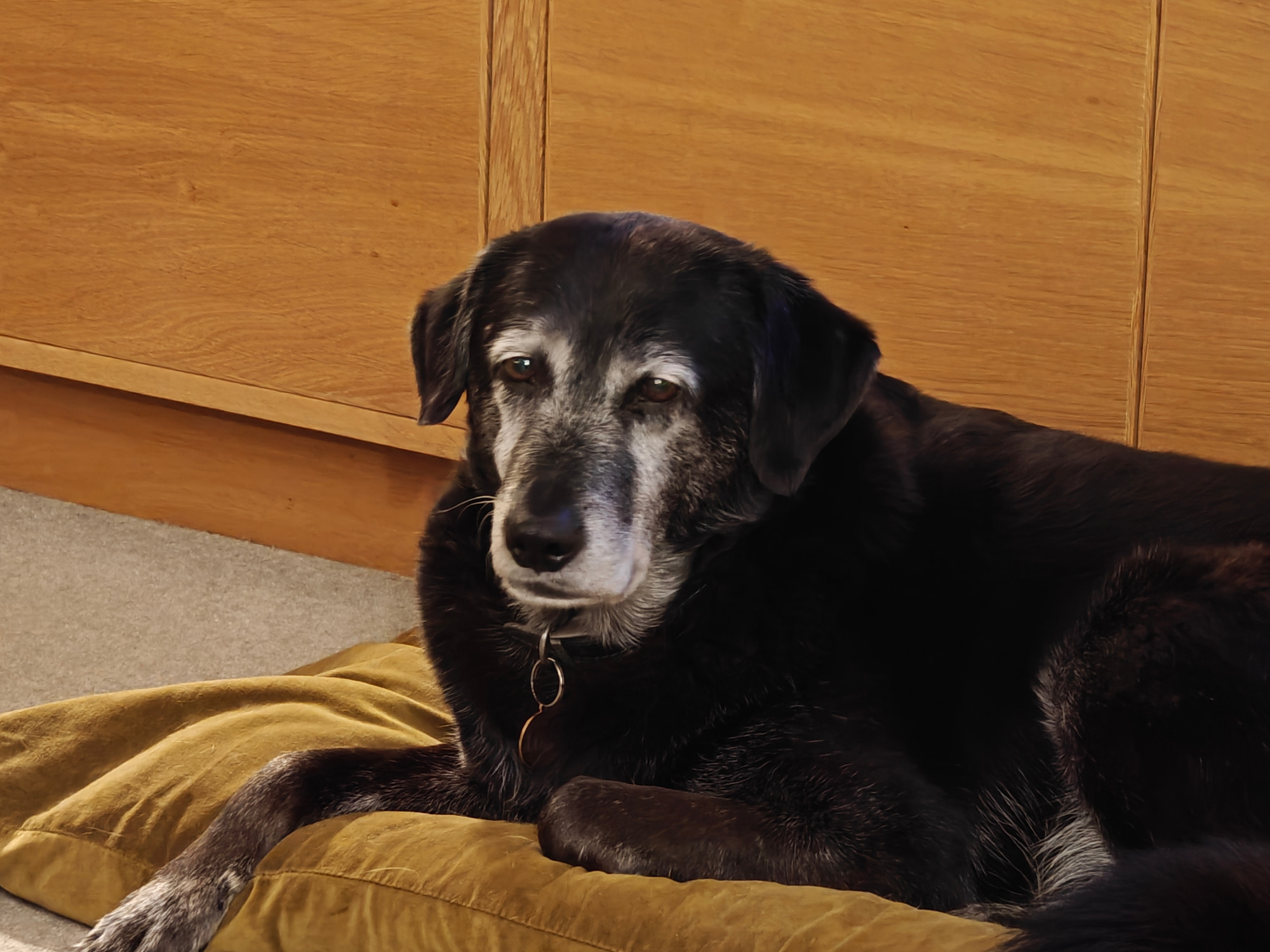 Luka - a large black dog lying down on a cushion