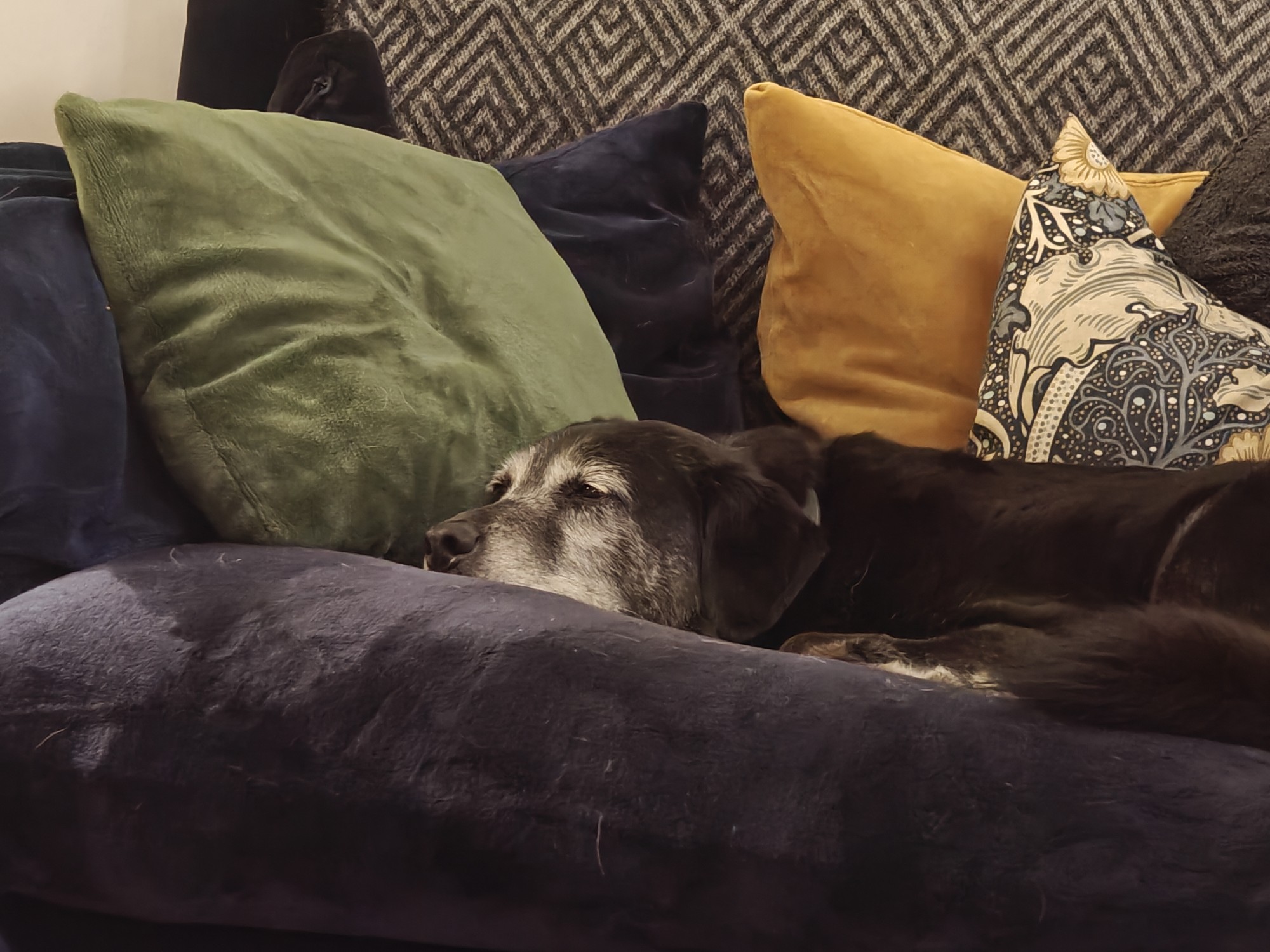 A picture of Luka the dog asleep on a blue velvet sofa with green and yellow cushions. He's a big black dog with a very white face due to old age. 