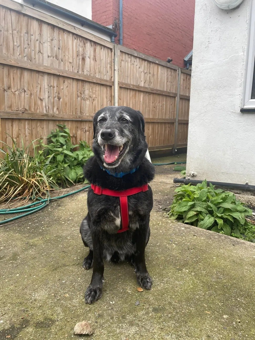 Luka. A large black dog, sitting, with a white face from age. He is wearing a red harness. There is a wooden fence behind him and the corner of a house. 
