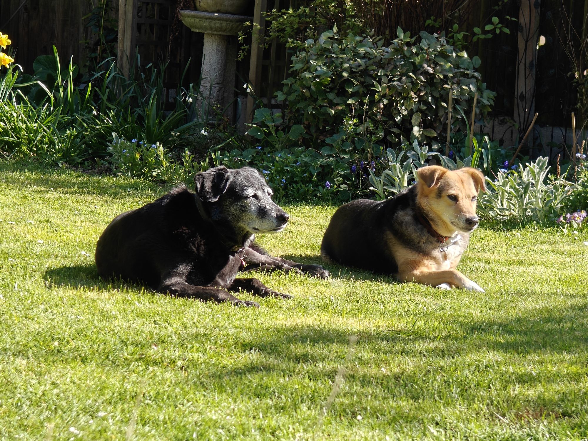 Two dogs - one big and black, other medium and black and brown - lying on lush green grass 