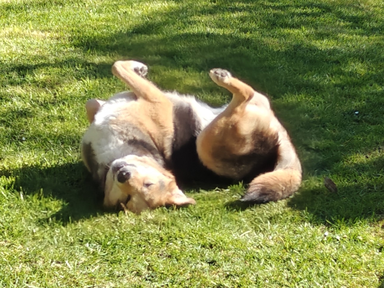 A three-legged brown and black and white dog rolling on her back on the grass, legs flailing in the air. 