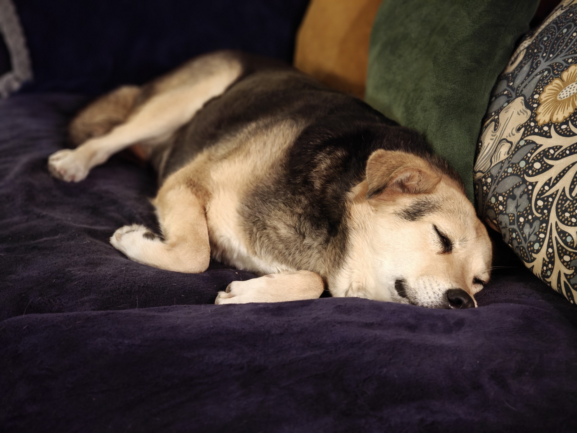 A snoozy dog on the sofa. She's brown and black and has three legs. Medium sized. She's looking blissful. 