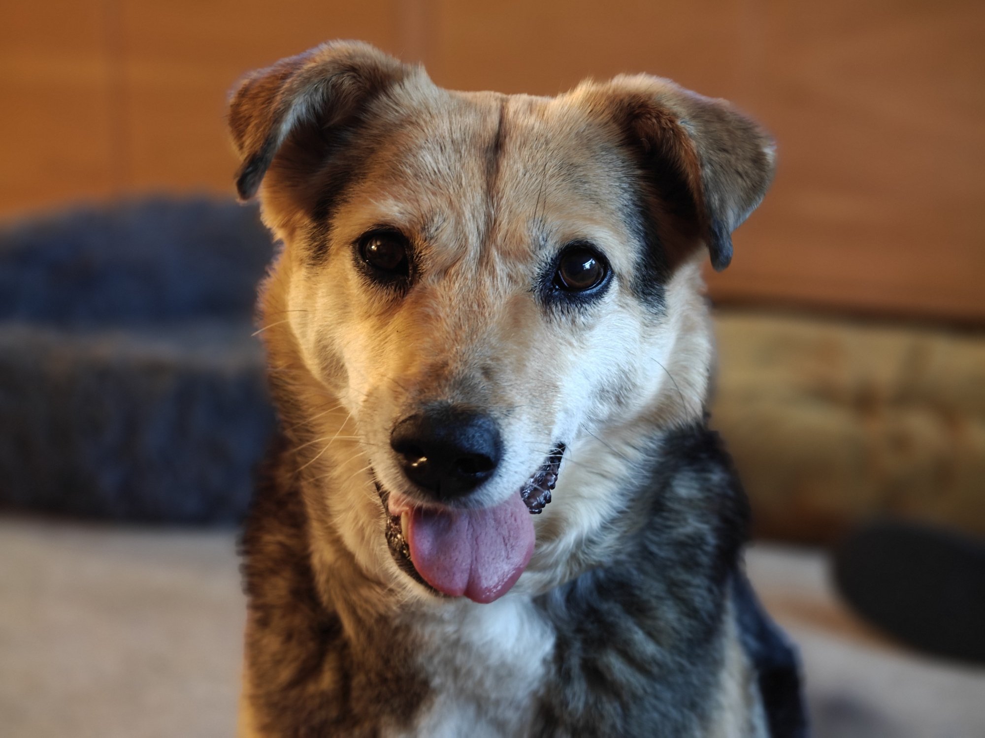 A brown dog with her tongue sticking out