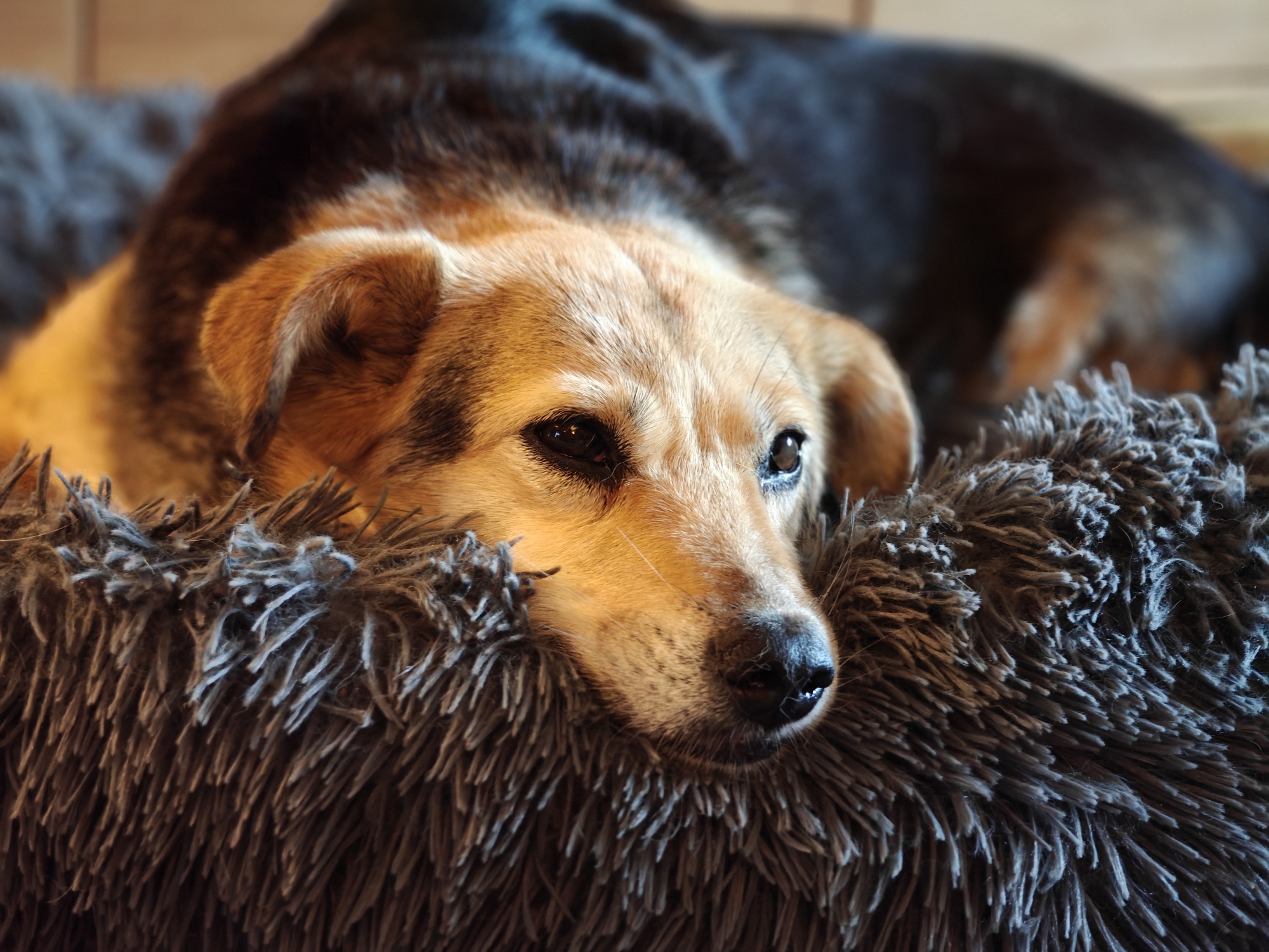 A small brown and black dog lying on a rug