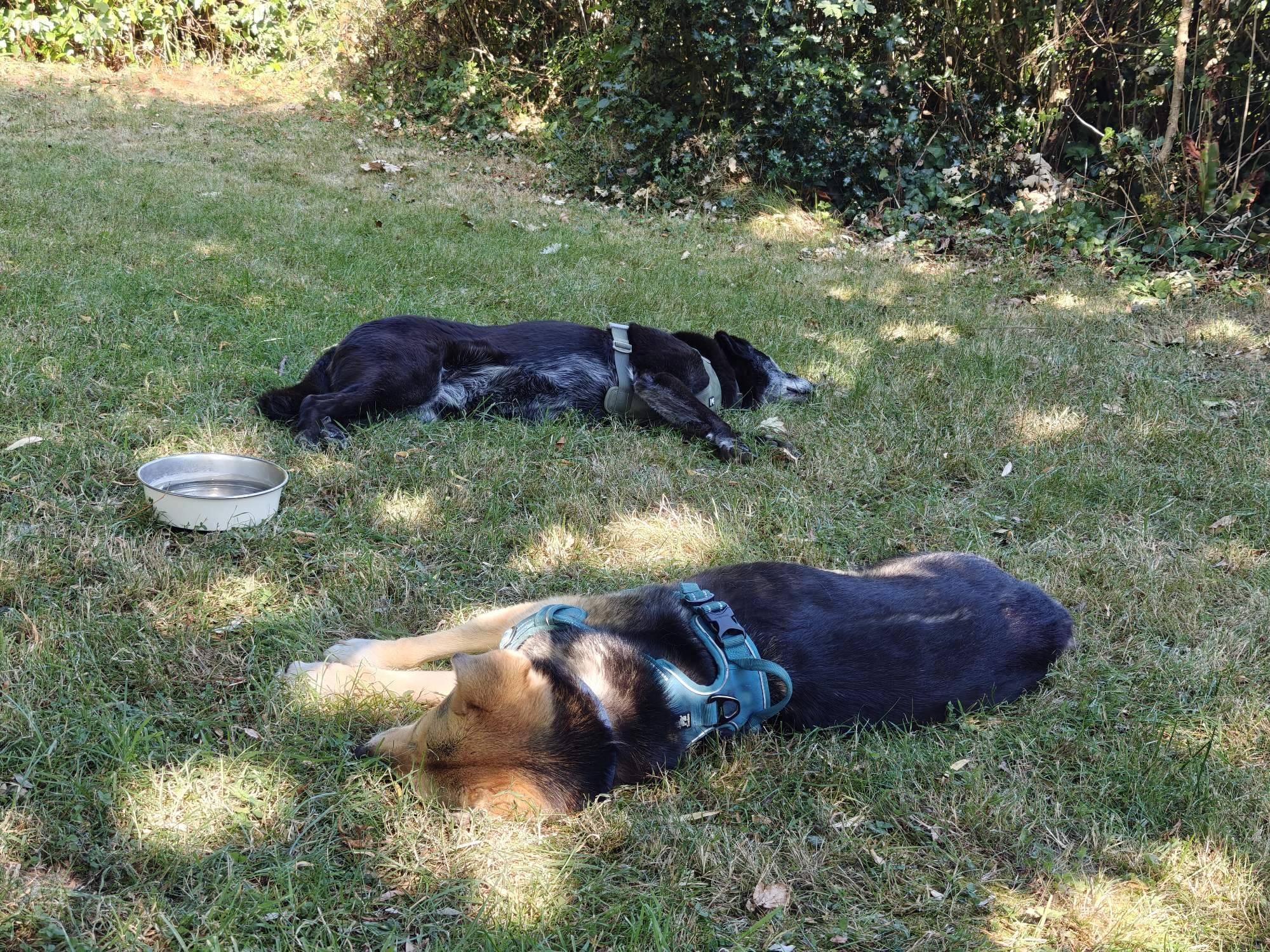 Two dogs, one black, one brown, lie in the shade with a bowl of water nearby. 