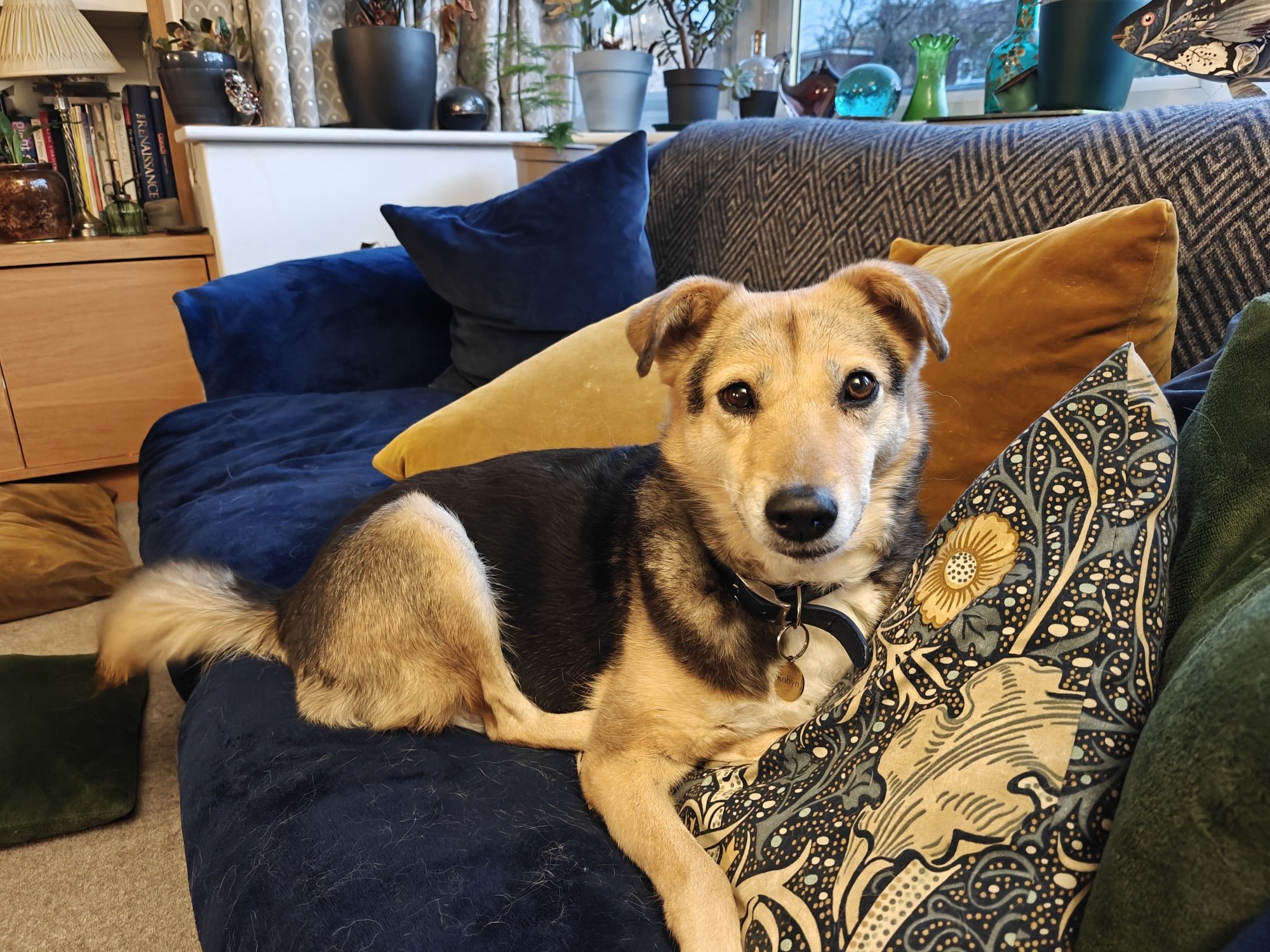 My dog, Robyn. Medium-sized, brown and black. Quite foxy. Three legs. 