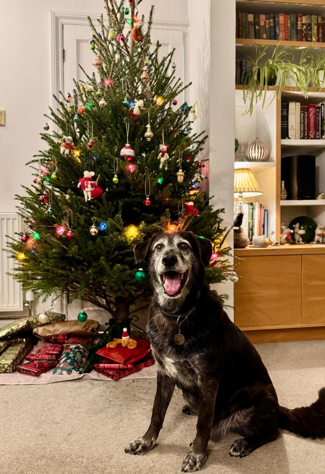 One dog in front of a Christmas tree 