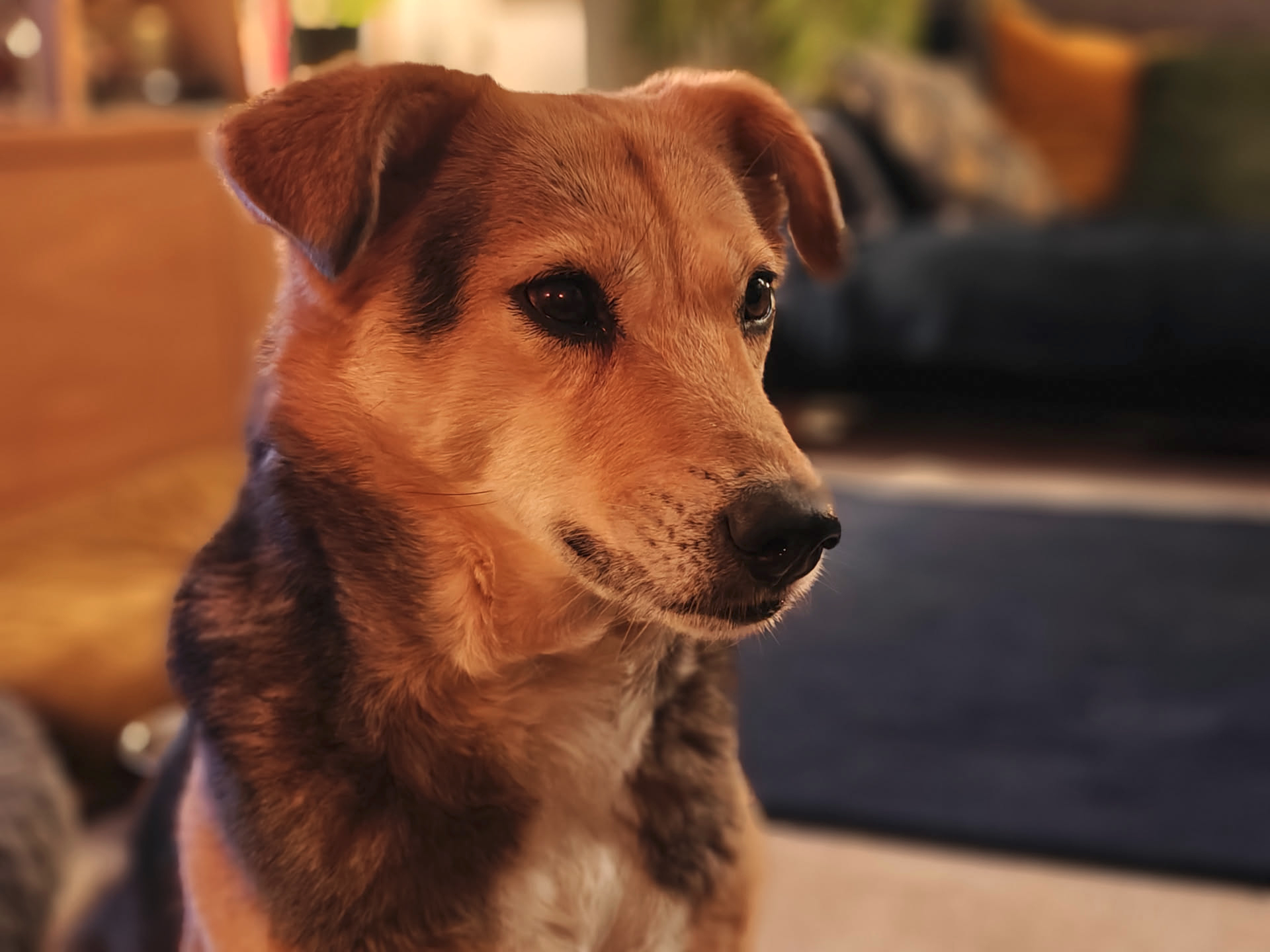A picture of Robyn, the three-legged dog. She is brown and fox-like.