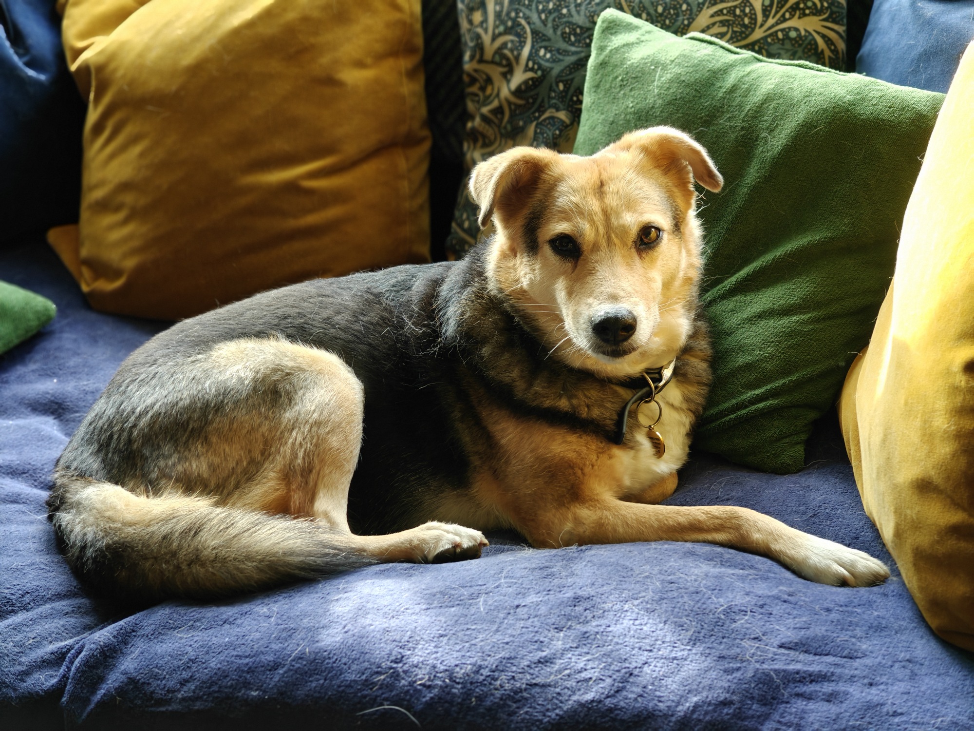 Robyn, a three legged brown and black dog, lying on a blue sofa, with green and yellow cushions. 