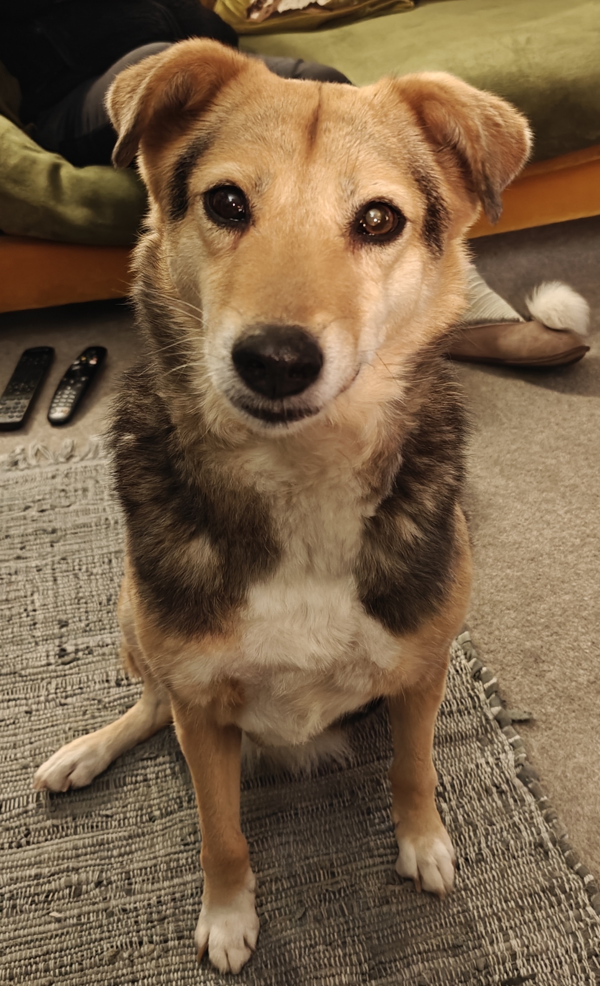 Robyn, our three legged dog, begging for cheese