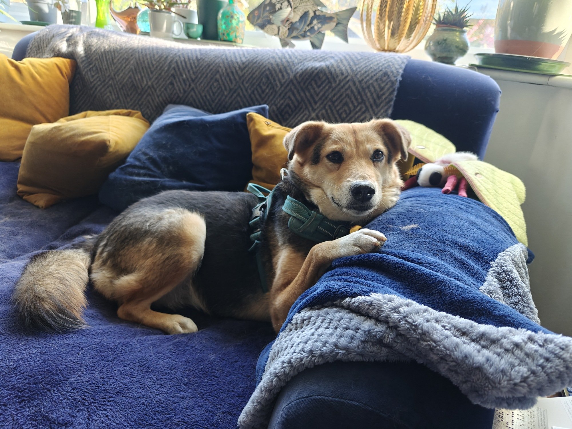 Robyn, our three legged dog with brown and black fur. She's got one paw up and is looking appealing. 