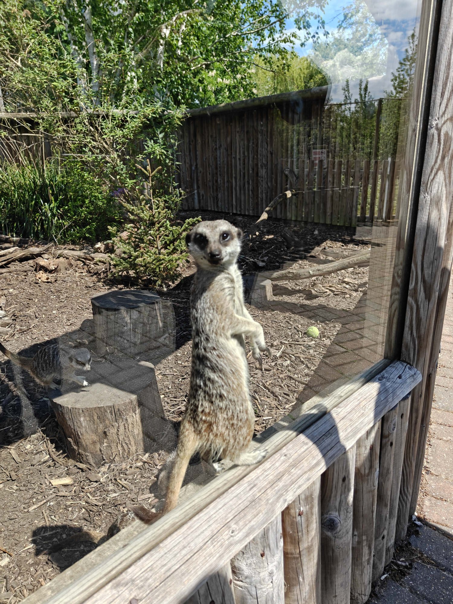 A meerkat standing upright and looking at the camera 
