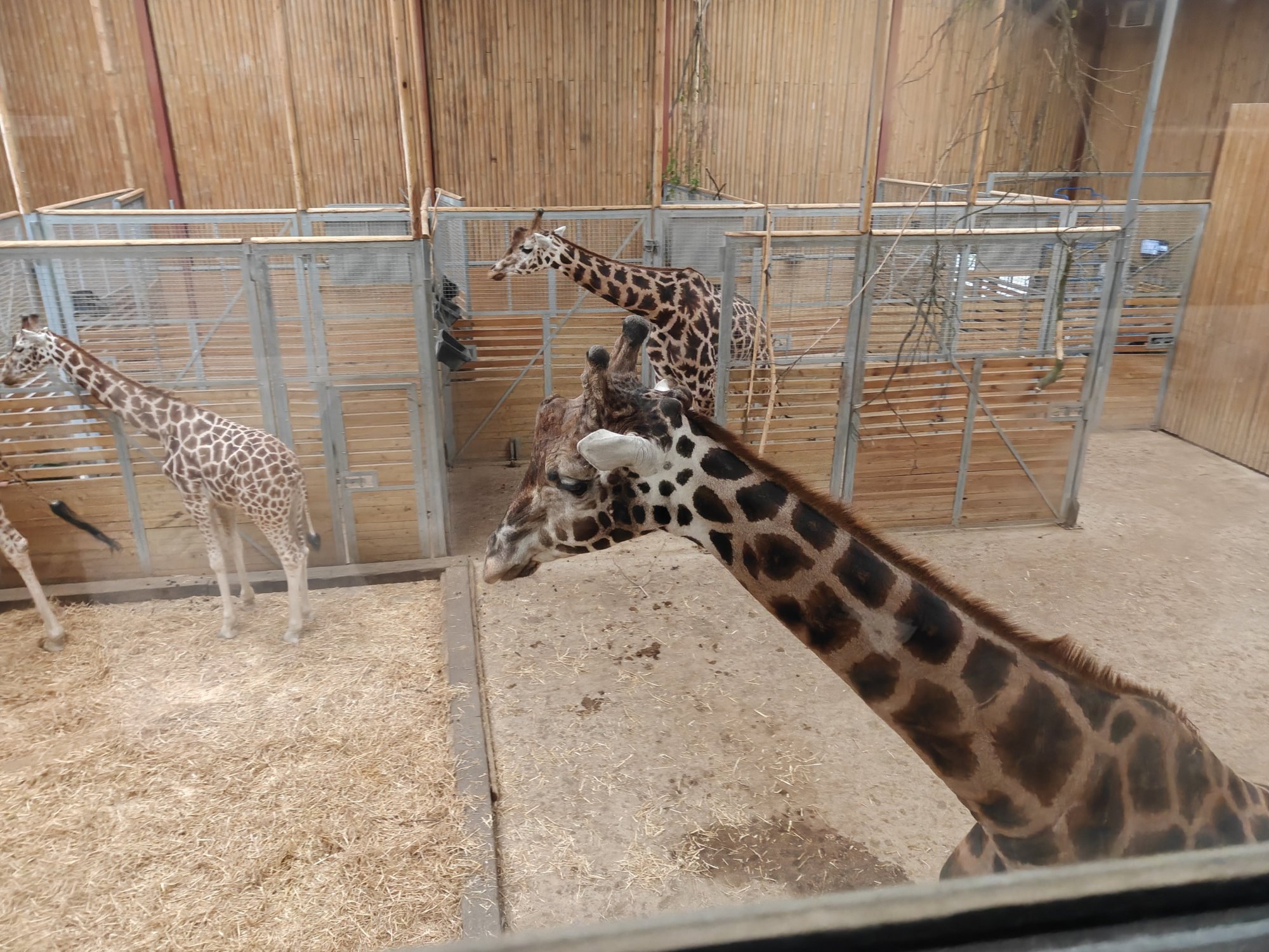 The amazing giraffes. They are walking around the pen. 