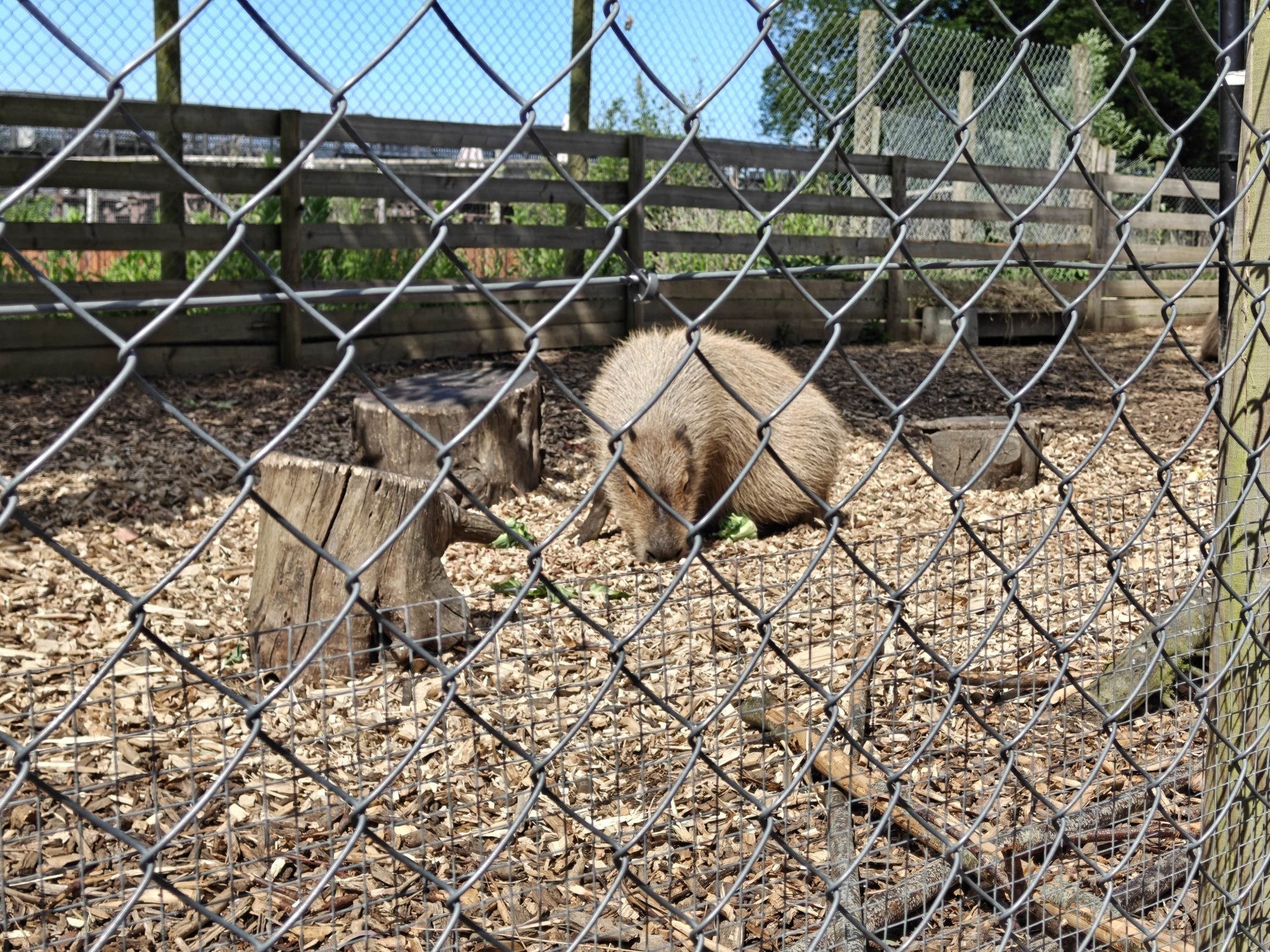 A Capybara snuffles about 