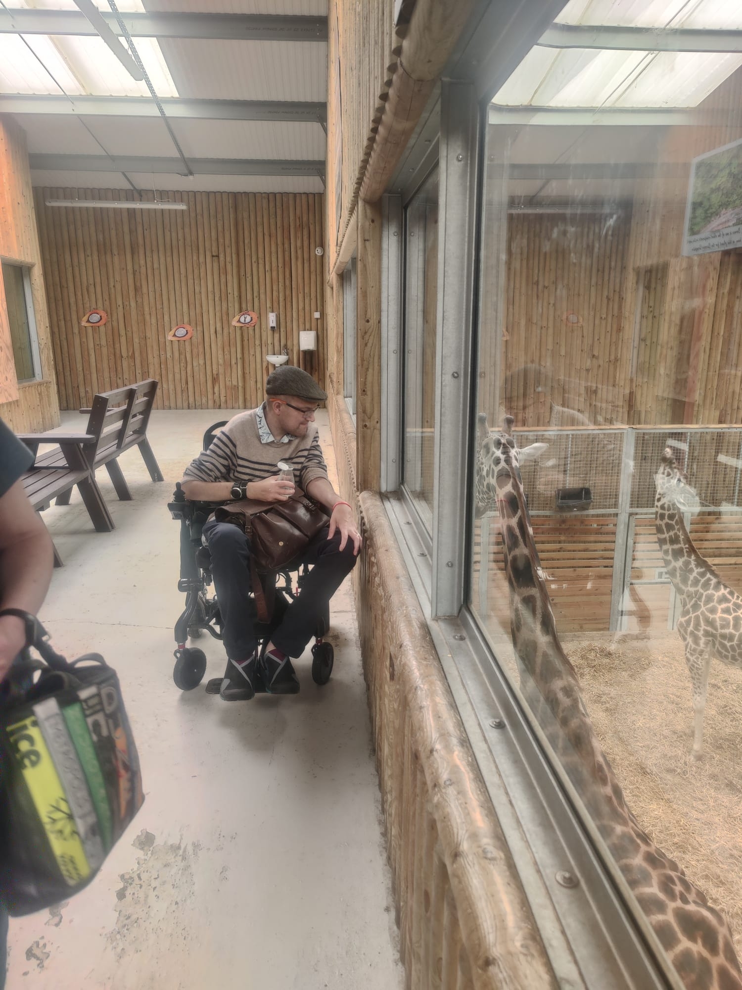 Me in my wheelchair looking down at the giraffes through a glass window 