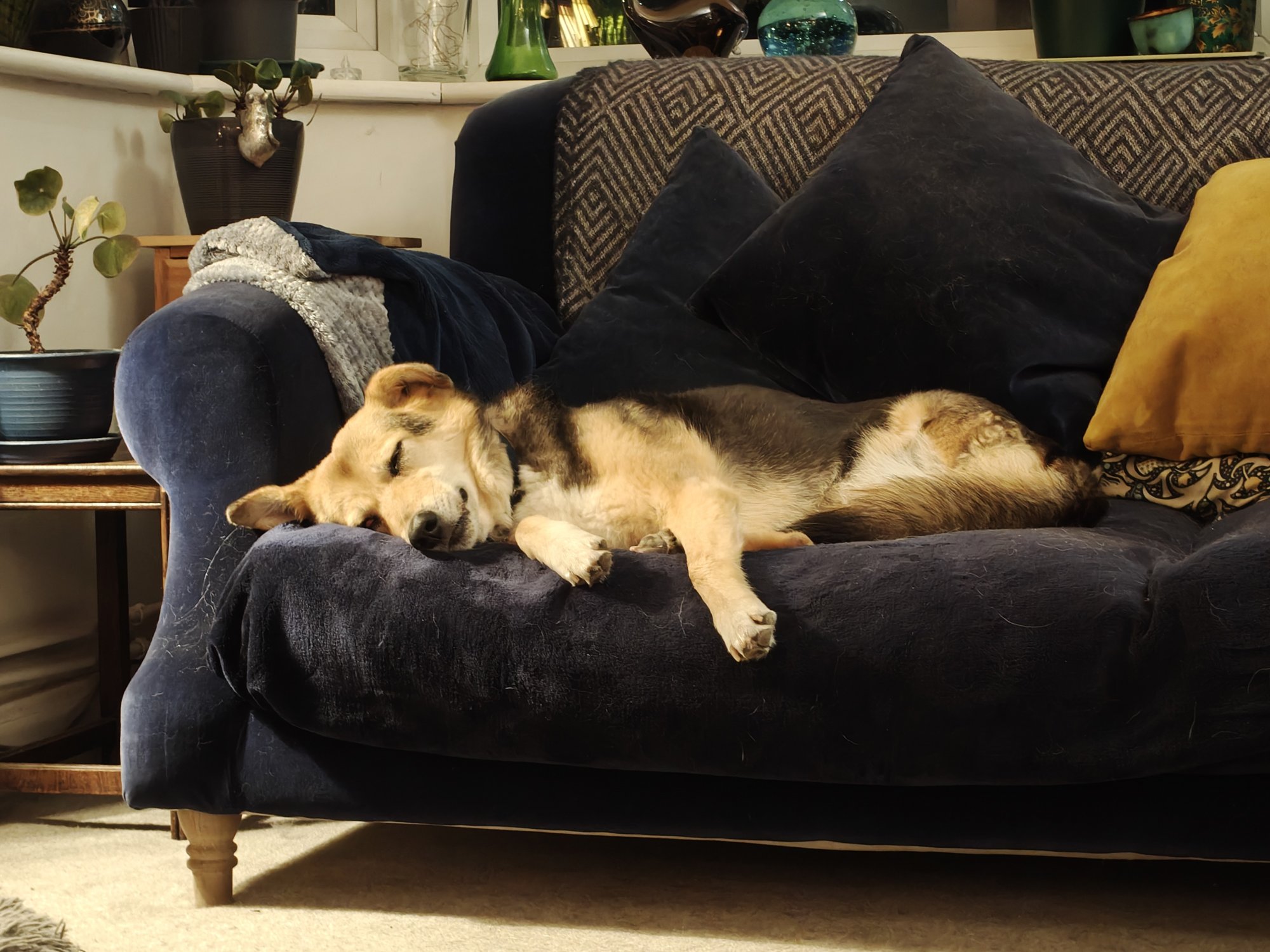 A three legged brown and black dog on a blue velvet sofa
