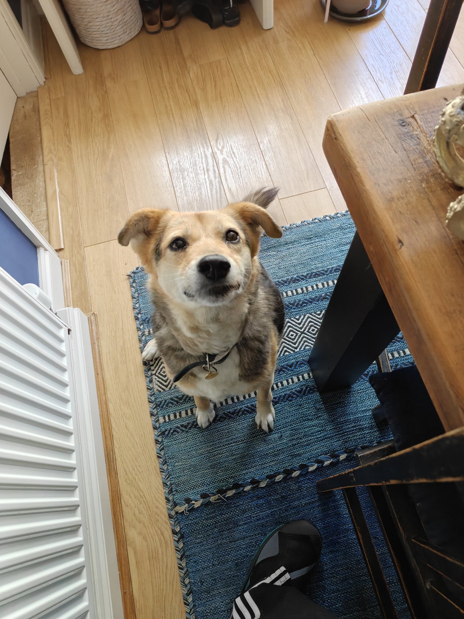 A picture of Robyn, my three legged dog, who is brown and black, looking up at me appealingly, for treats. 
