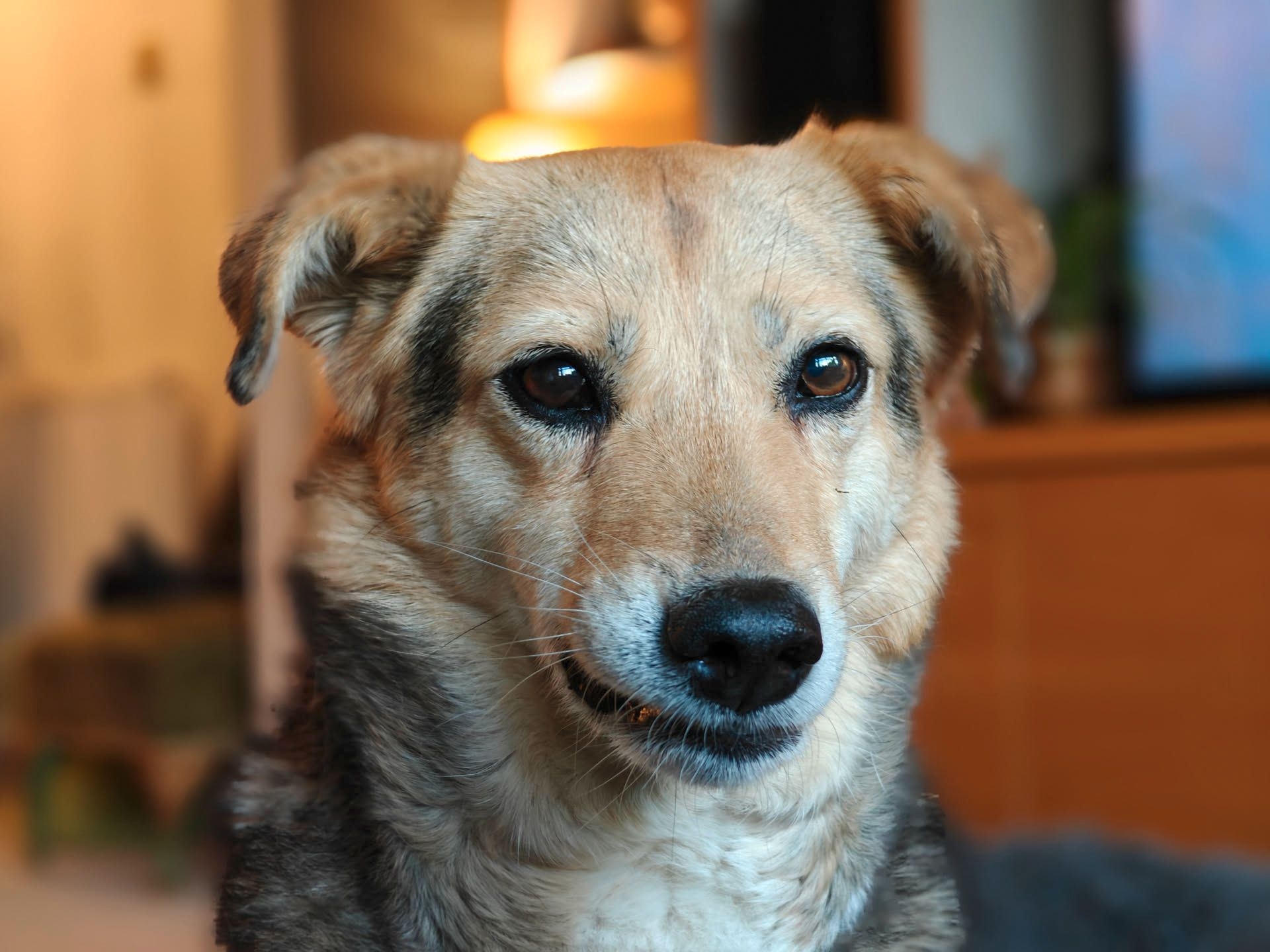 A picture of a brown dog with black eyes and a black nose. Her ears are folded down. She is called Robyn. 