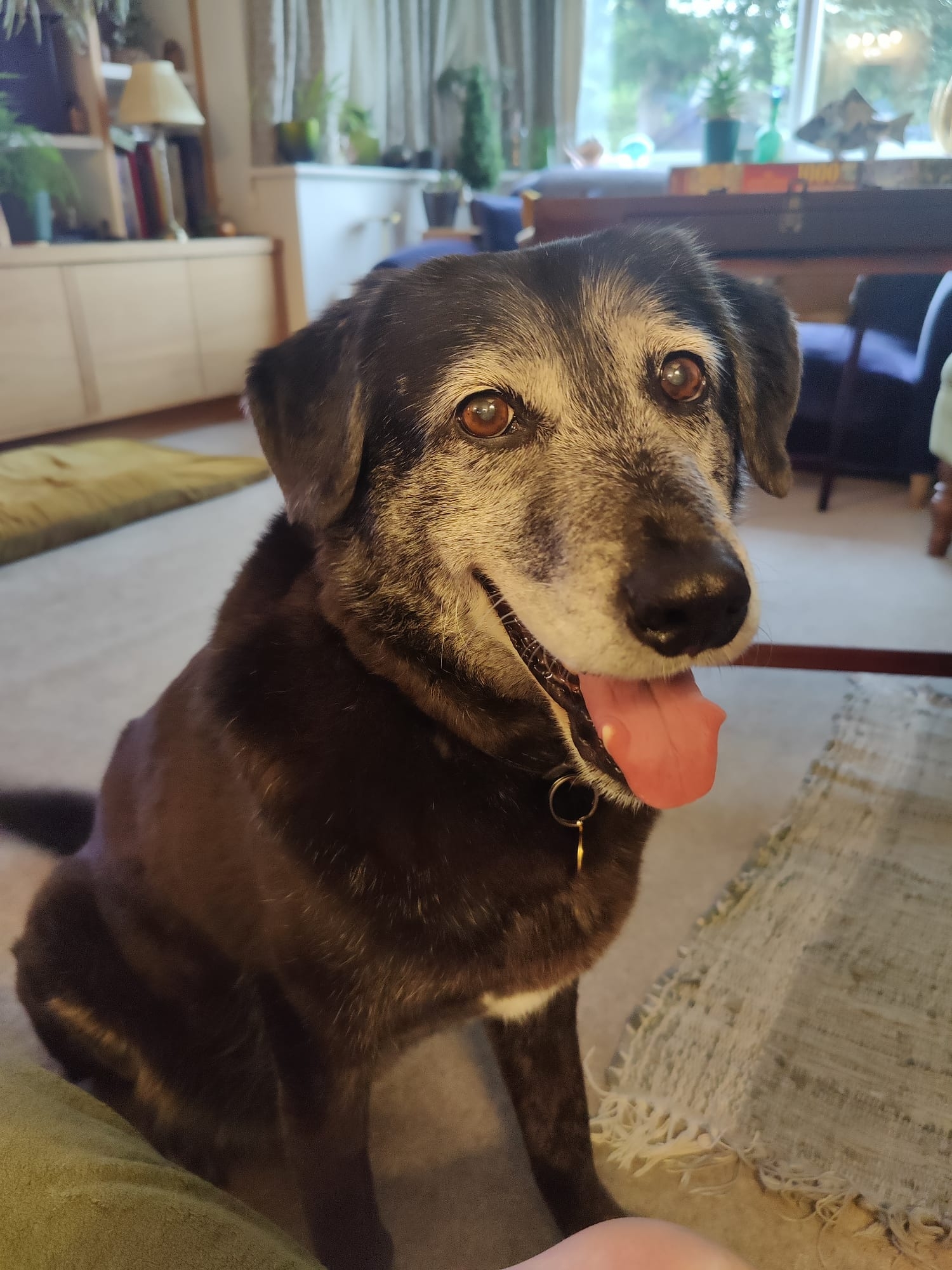 A photo of Luka, a large black dog of indeterminate breed. He has a grizzled white face as he is 11 years old. His tongue is out and he has a happy expression. 