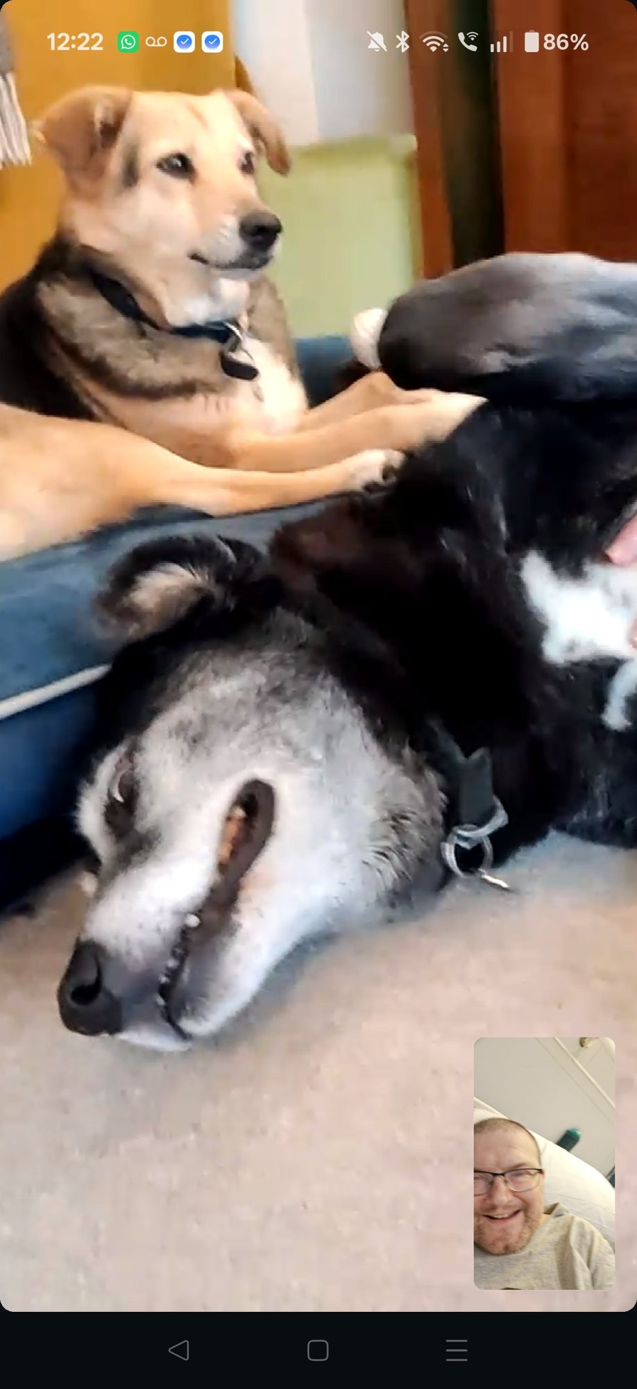 A picture of a large black dog lying on his side, enjoying a tummy rub. He had a white grizzled muzzle. Behind him sits a brown and white foxy looking dog. In the bottom right corner is my self video image in a WhatsApp chat, showing me, Martin Eve, a white man with short hair and a patchy beard. 