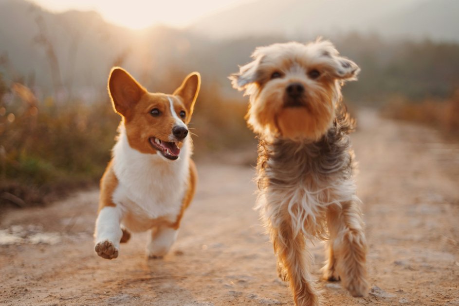 An image of two dogs running towards the camera
