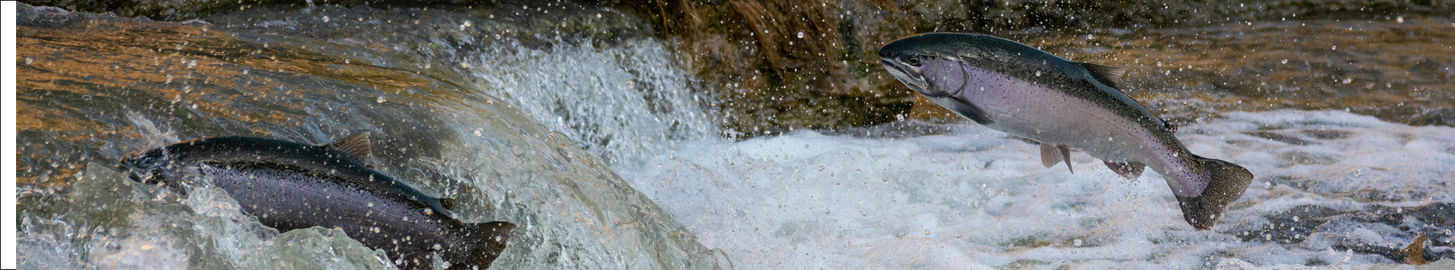 Swimming upstream